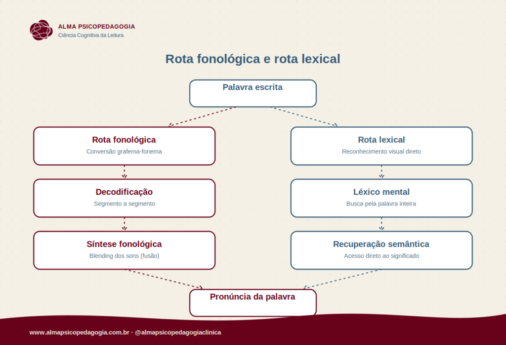 Rota fonológica e rota lexical